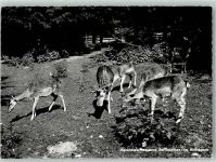 Mammern Foto J. Gaberell im Hirschpark Kuranstalt Jagdtier