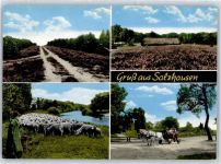 21376 W2125 Salzhausen , Lüneburger Heide - Heidelandschaft, Schafherde, Schäfer, Kutsche