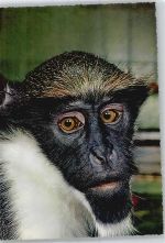 Diana-Meerkatze, Zoo Frankfurt Affe Foto AK