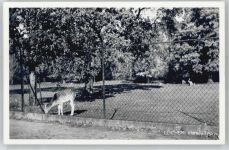 7240 Lochem - Hertenkamp, Reh