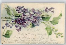 blaue Veilchen Blume Lithographie