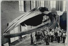 18435 O2300 Stralsund - Meeresmuseum Finnwal