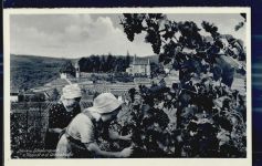 67433 W6730 Haardt an der Weinstraße - Weinanbau