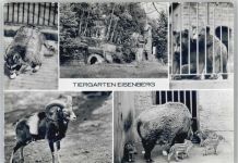 07607 O6520 Eisenberg , Thür - Waschbär Braunbären Mufflon Wildschweine Tiergarten