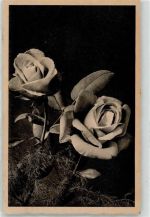 Blumen Rose