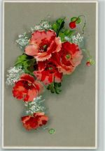 Klastschmohn Blume