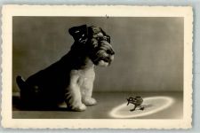Hund Vogel Porzellan
