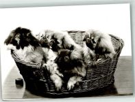 72622 W7440 Nürtingen Foto AK Hund Pekinesenzucht in der Braike