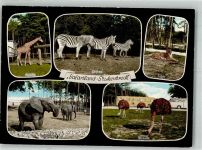 33758 W4815 Stukenbrock Foto AK Senne-Grosswild-Safari Strauße Giraffen Elefant Zebras Tiger