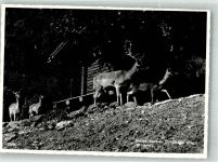 Dussnang Hirschpark Kneipp Kurhaus Jagdtier