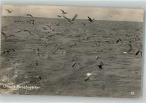 Möwen begleiten auf dem offenen Meer ein deutsches Schiff Möwe Privatfoto AK