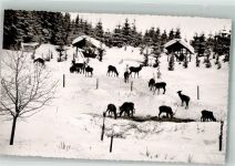 Wildfütterung im Harz im Winter Jagdtier Foto AK