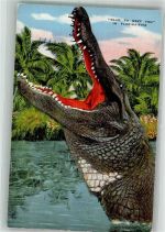 Aligator Farm Krokodil