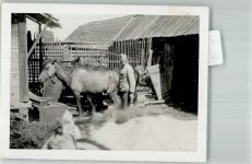 Landser mit krank aussehenden Pferden WK II Pferd FOTO KEINE AK
