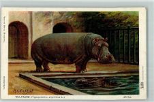 im Zoo sign. M.A. Koekkoek Nilpferd 1918 Lithographie / Künstlerkarte