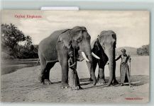 Colombo Volkstypen Ceylon Elephants AK Elefant