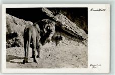W2000 Stellingen Löwenschlucht Zoo 1942 Foto AK