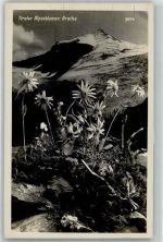 Tiroler Alpenblumen: Arnika Photogr. Verlag A. Stockhammer 9504 AK Alpenflora Foto AK