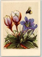 sign. L.S. Alpenflora Enzian AK Biene 1942