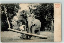 Arbeitstiere in Ceylon AK Elefant 1906 Gebrauchsspuren