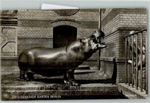 W1000 Berlin Mitte Zoo Berlin AK Nilpferd 1915 Foto AK
