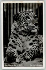 W1000 Berlin Mitte Verlag Zoo Berlin Persischer Leopard AK Raubkatze Foto AK