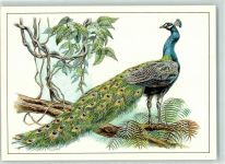 Blauer Pfau , sign. Reiner Zieger AK Exotisches Tier 1984 Künstlerkarte