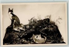 Fox and Cubs Sionnach No. 39 Jagdtier