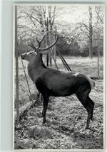 Hirsch im Gehege Jagdtier FOTO KEINE AK