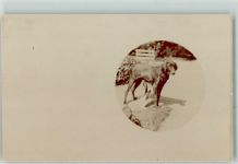 Großer Hund