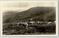 79868 W7828 Feldberg , Schwarzwald - Rinderweide Seebruck Bismarckdenkmal