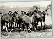 Warmblutherde Pferdekalender 1985 Pferd Foto AK