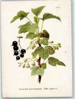 Schwarze Johannisbeere Ribes nigrum Blume 1918