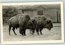Wien 3. Bezirk, Landstraße Bison Schönbrunn Zoo