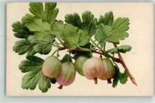 Stachelbeeren Frucht, Gemüse