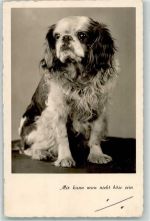 BNK Nr.36874-2 Spaniel Foto AK
