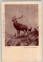 sign.Voltz L. Schreiender Brunfthirsch Rehe Verlag Kopp Nr.667 Jagdtier Künstlerkarte
