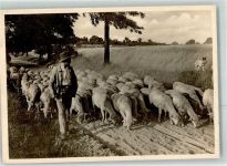 Schafe HUnd Hirte Foto AK