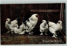 Gruppe Light Brahmas Huhn