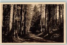 20219 Vizzavona - Foret Wald
