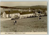 01773 O8242 Schellerhau - FDGB-Urlaubercasino Kühe