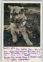 Katze Foto AK Schäferhund Gebrauchsspuren