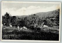 53604 W5340 Bad Honnef 1938 Gebrauchsspuren Rehwild im Wildpark