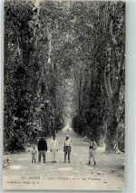 Alger Algier - Allee des Platanes