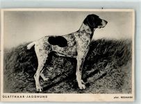 Glatthaar Jagdhund