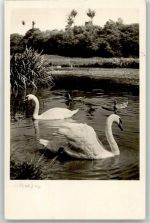 Foto Handabzug Schwan Foto AK