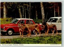 Autos Longleat Park Warminster Wiltshire Löwe Foto AK