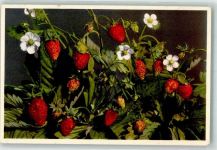 Walderdbeeren Fragaria vesca Frucht, Gemüse