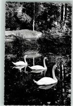 95349 W8656 Thurnau FOTO KEINE AK Schwanenweiher Foto Original aus Archiv eines Ansichtskartenverlags Ort handschriftlich