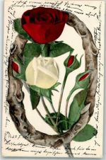 M.A.i.Br. 1904 Photolila Rose 1904